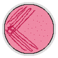 Petri Dish